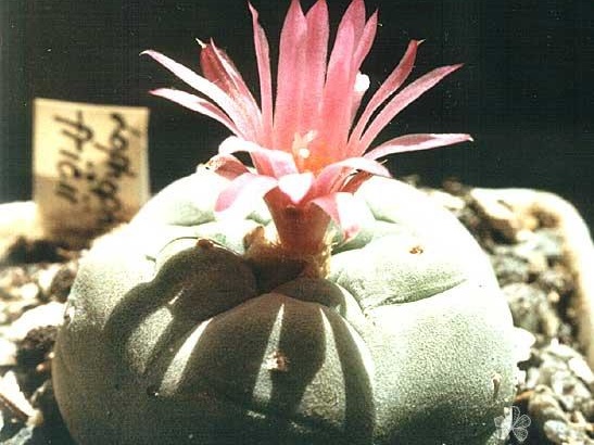 Lophophora fricii (2272 відвідувань) Растение и фото Ивановой Елены (Киев) Lophophora fricii