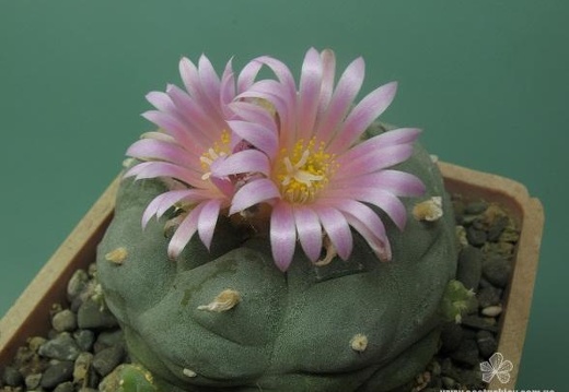 Lophophora fricii (2183 відвідувань) Растение и фото Рыженко Юрия (Запорожье) Lophophora fricii