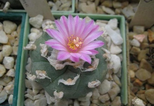 Lophophora jourdaniana (2295 відвідувань) Растение и фото Радкова Галина (Варна, Болгария) Lophophora jourdaniana