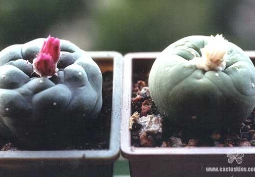 Lophophora jourdaniana и lutea (2209 відвідувань) Растения и фото Кецко Татьяны (Гнедин, Киевская обл.) Lophophora jourdaniana и lutea