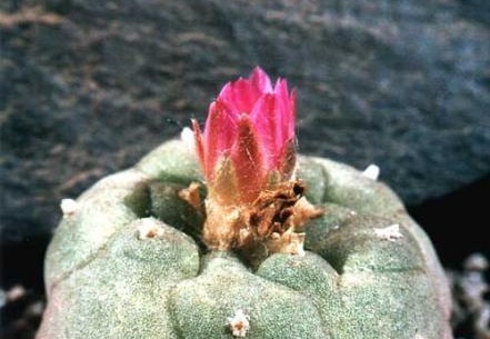 Lophophora jourdaniana (2233 відвідувань) Растение и фото Пикуля Юрия (Запорожье) Lophophora jourdaniana
