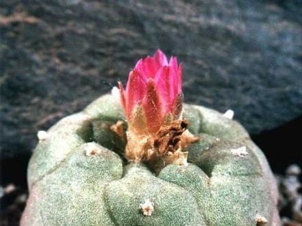 Lophophora jourdaniana (2235 відвідувань) Растение и фото Пикуля Юрия (Запорожье) Lophophora jourdaniana