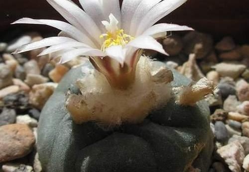 Lophophora koehresii (2278 відвідувань) Растение и фото Руденко Оксаны (Одесса) Lophophora koehresii