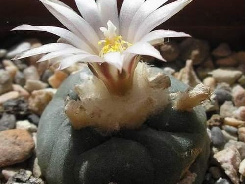 Lophophora koehresii (2278 відвідувань) Растение и фото Руденко Оксаны (Одесса) Lophophora koehresii