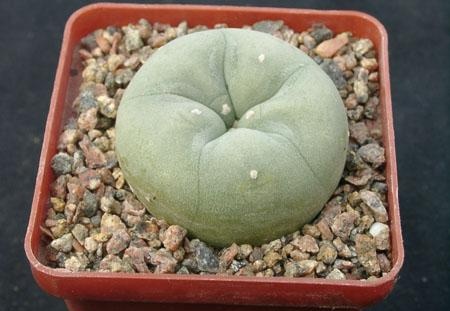 Lophophora lutea (2327 відвідувань) Растение и фото Горбачёва Виктора (Николаев) Lophophora lutea