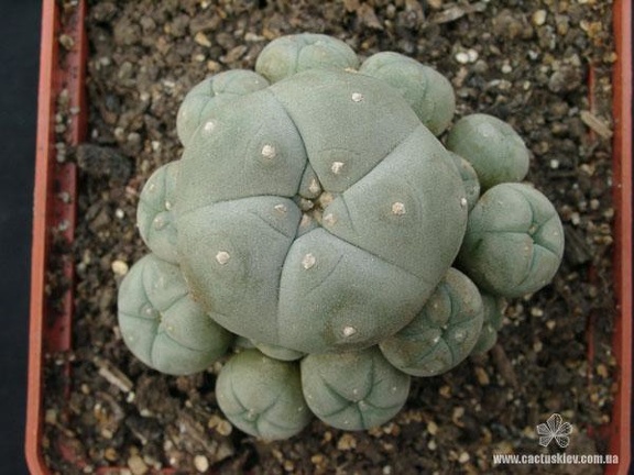 Lophophora wiliamsii v. caespitosa (2345 відвідувань) Растение и фото Горбачёва Виктора (Николаев) Lophophora wiliamsii v. caespitosa