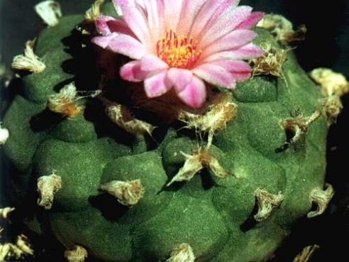 Lophophora jourdaniana (2316 відвідувань) Растение и фото Червинко Сергея (Винница) Lophophora jourdaniana