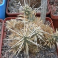 Maihueniopsis glomerata (2220 відвідувань) Maihueniopsis glomerata