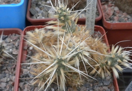 Maihueniopsis glomerata (2217 відвідувань) Maihueniopsis glomerata