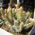 Maihueniopsis glomeratus (3053 відвідувань) Maihueniopsis glomeratus