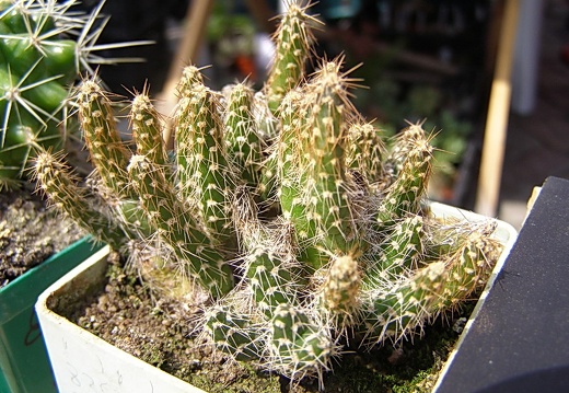 Maihueniopsis glomeratus (3048 відвідувань) Maihueniopsis glomeratus