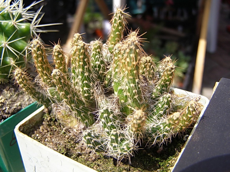 Maihueniopsis_glomeratus.jpg