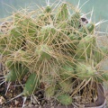 Maihueniopsis_plathyacantha_MK_1091.JPG