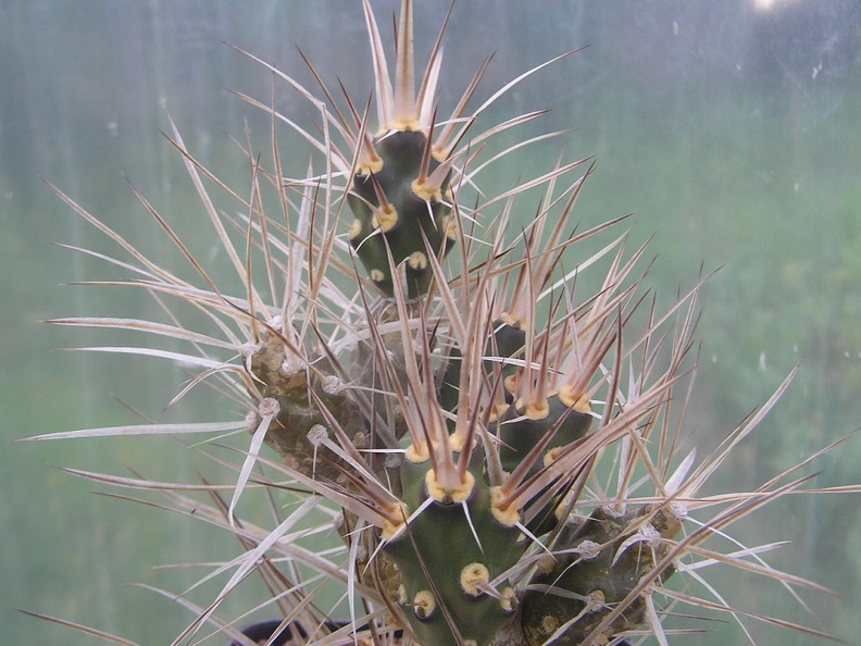 Maihueniopsis_plathyacantha_MK_1517.JPG