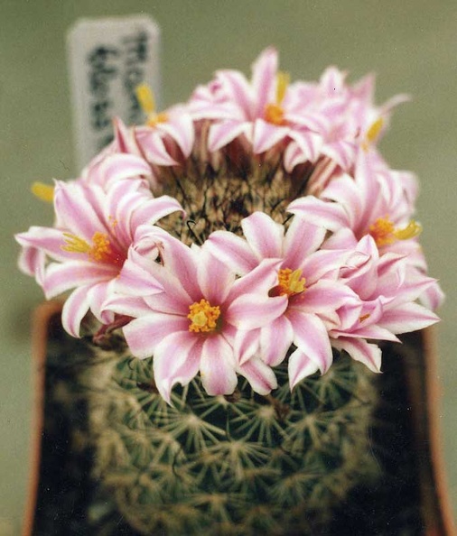 Mammillaria-blossfeldiana.jpg