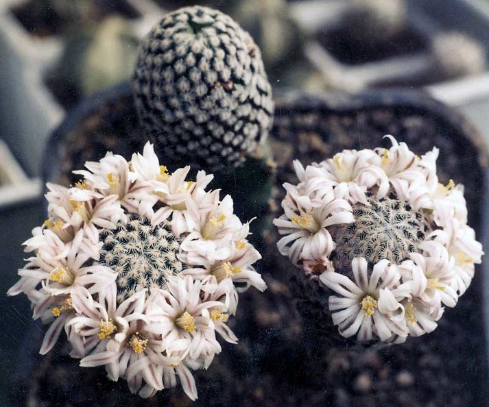 Mammillaria-sanches-mejorad.jpg