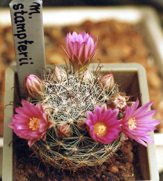 Mammillaria-stampferii1.jpg