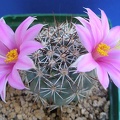 Mammillaria__Bartschella_schumannii_Lira.JPG