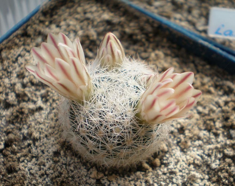 Mammillaria__lasiacantha1_Tit_FG.JPG