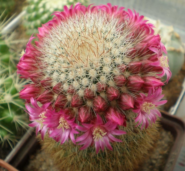 Mammillaria__spinosissima_Tit_FG.JPG