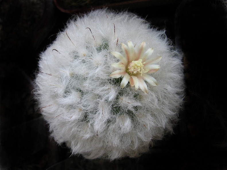 Mammillaria_bocasana_v__multilanata.JPG