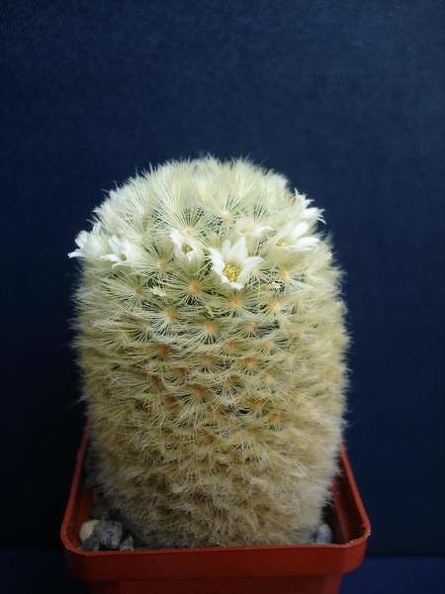 Mammillaria_carmenae_Pechersky.JPG