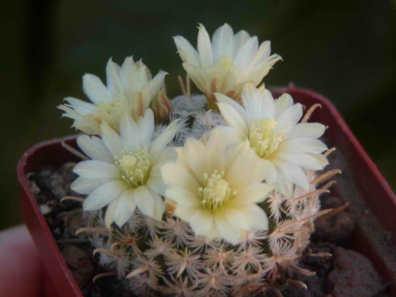 Mammillaria_duwei.jpg