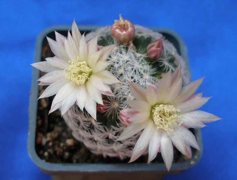 Mammillaria_duwei_Lira.JPG
