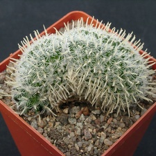 Mammillaria duwei f cristata (1688 відвідувань) Mammillaria duwei f cristata