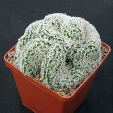 Mammillaria duwei f cristata (1774 відвідувань) Mammillaria duwei f cristata