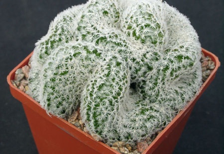 Mammillaria duwei f cristata