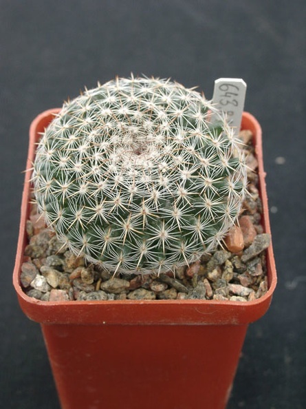 Mammillaria_formoza_ML414.jpg