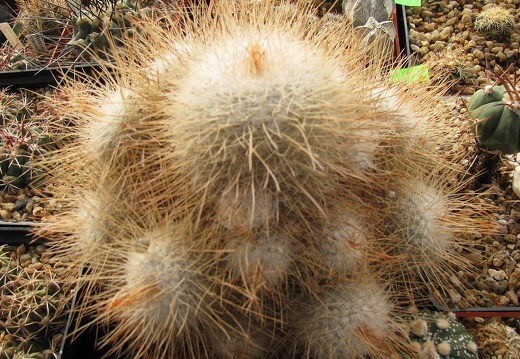 Mammillaria geminispina var  nobilis