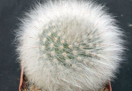 Mammillaria guelzowiana