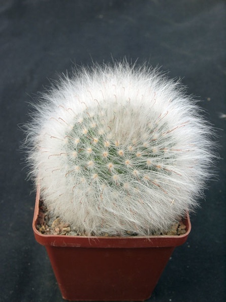 Mammillaria_guelzowiana.jpg