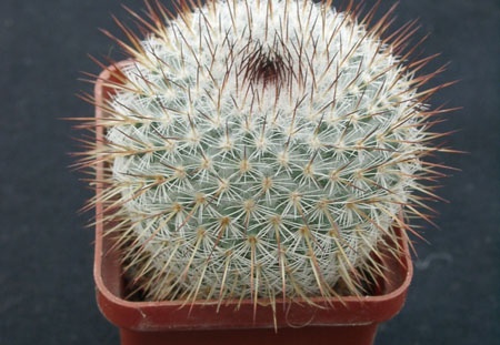 Mammillaria haageana v conspucina (1684 відвідувань) Mammillaria haageana v conspucina