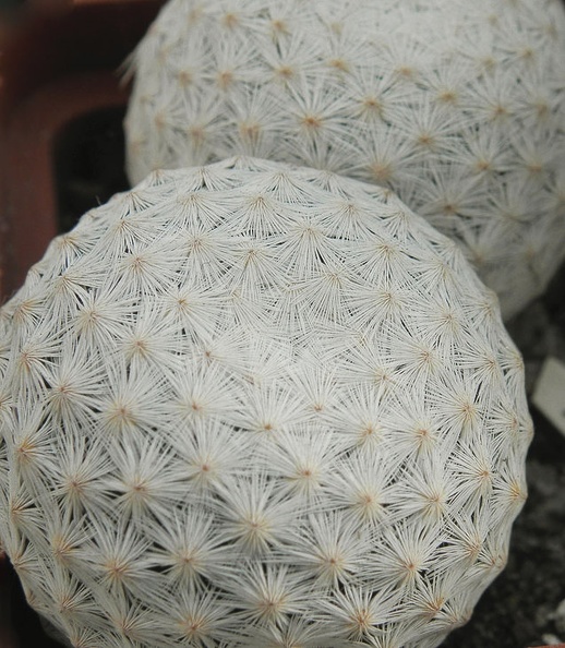 Mammillaria_herrerae_004.jpg