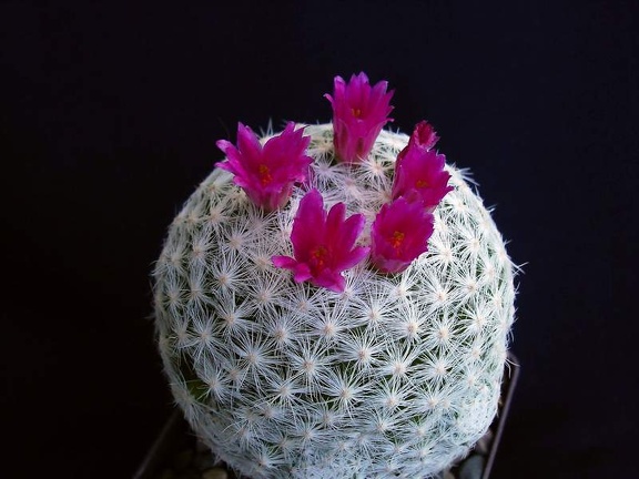 Mammillaria humboldtii Pechersky (1836 відвідувань) Mammillaria humboldtii Pechersky