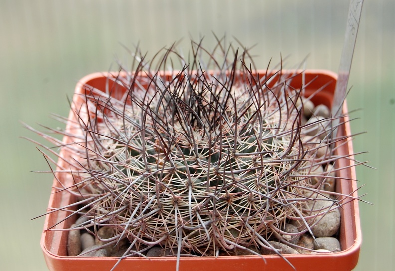 Mammillaria_johnstonii.JPG
