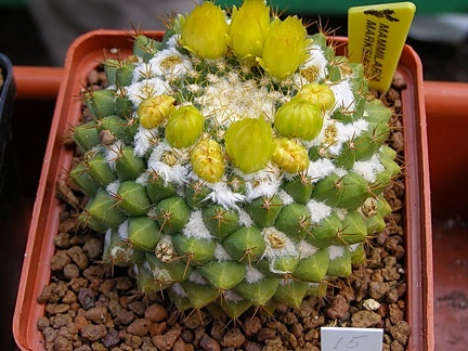 Mammillaria marksiana (2194 відвідувань) Mammillaria marksiana