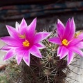 Mammillaria_mazatlanensis_Shutov_Igor_Krivoj_Rog.jpg