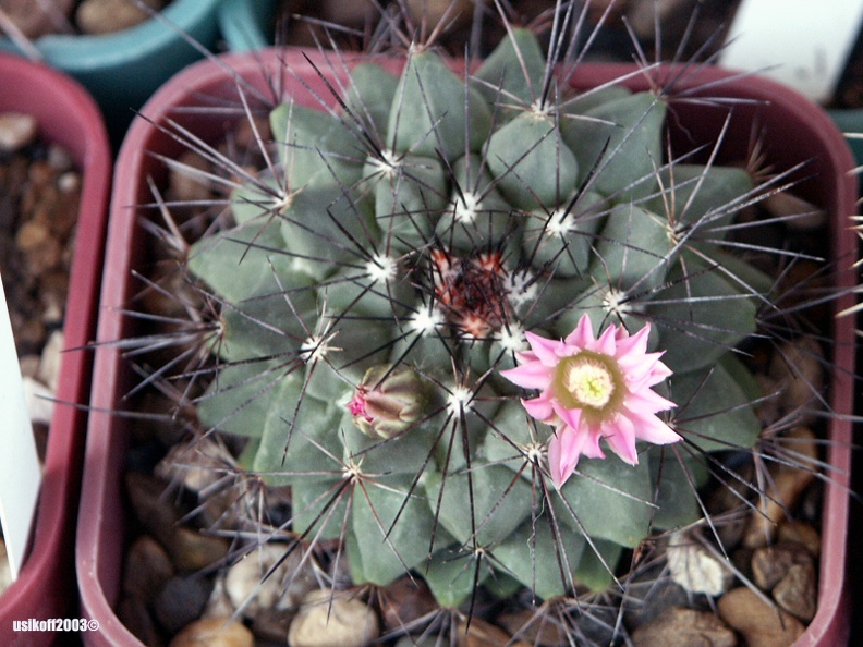 Mammillaria_melanocentra2.jpg