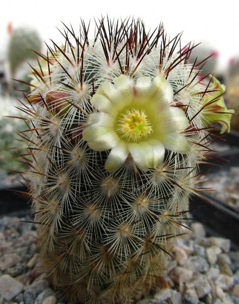 Mammillaria_microhelia_DA.jpg