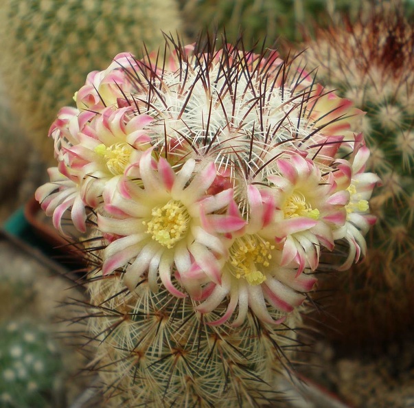 Mammillaria_microhelia_FG_Tit.JPG