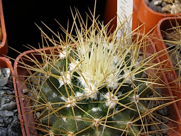 Mammillaria nivosa (2098 відвідувань) Mammillaria nivosa