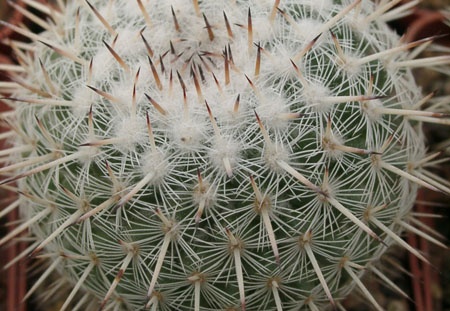 Mammillaria parkinsonii (1637 відвідувань) Mammillaria parkinsonii