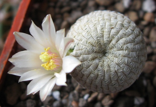 Mammillaria pectinifera Solisia pectinata (1922 відвідувань) Mammillaria pectinifera Solisia pectinata