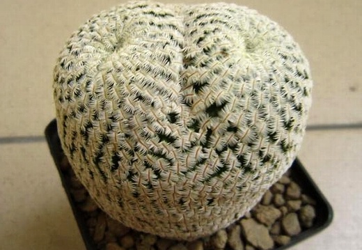 Mammillaria pectinifera syn Solisia pectinata (1797 відвідувань) Mammillaria pectinifera syn Solisia pectinata