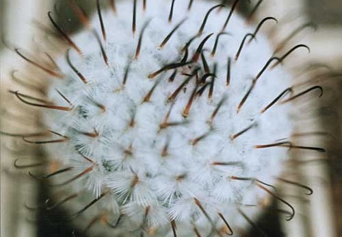 Mammillaria peresdelarosa (1692 відвідувань) Mammillaria peresdelarosa