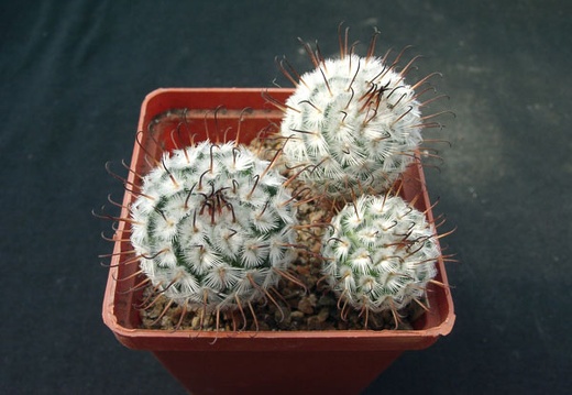 Mammillaria perezdelarosa (1643 відвідувань) Mammillaria perezdelarosa
